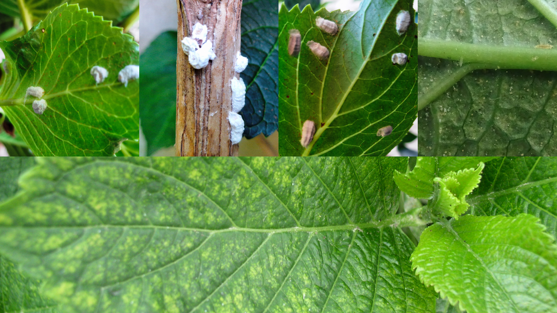 Hortensien: Krankheiten & Schädlinge erkennen & richtig pflegen