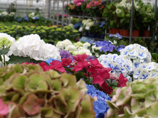 Hortensien – Häufig gestellte Fragen zur Pflege von Hortensien