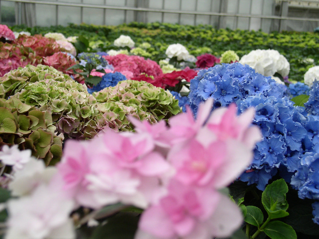 Beliebte Hortensiensorten im Überblick