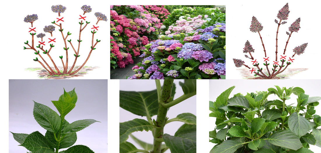 Hortensien schneiden