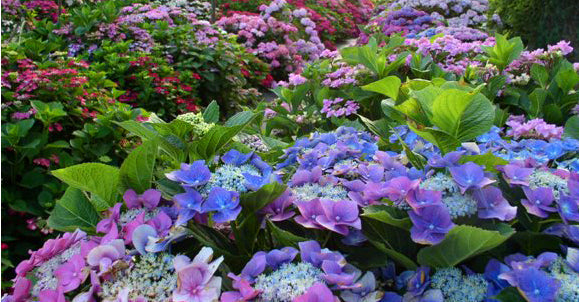 Hortensien düngen – rot, blau, weiß