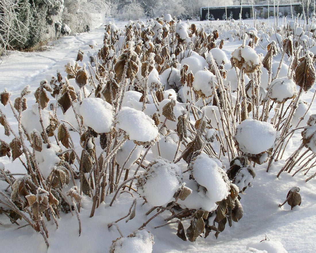 Hortensien überwintern
