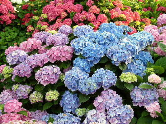 Die faszinierende Botanik der Hortensien – Ursprung, Artenvielfalt und botanische Besonderheiten