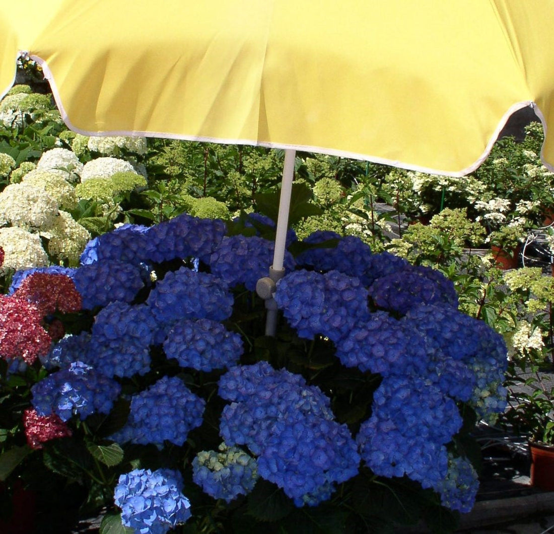 Hortensien geschützt bei starker Sonne, einfache Tipps vom Hortensienprofi
