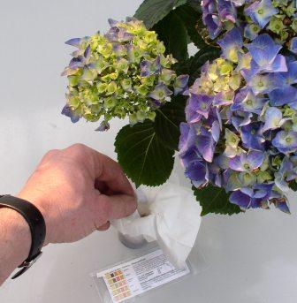 ph-Wert blaue Hortensien