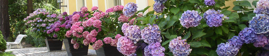 Wie sie Ihre Hortensien richtig Pflegen erfahren Sie hier