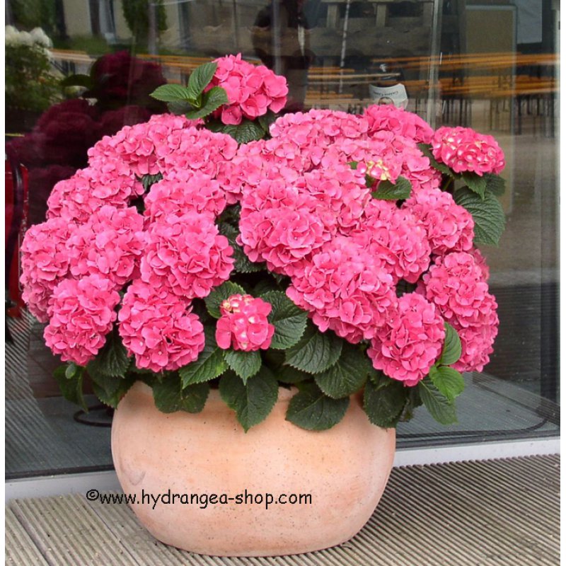 Die besten Standorte für alle Hortensienarten