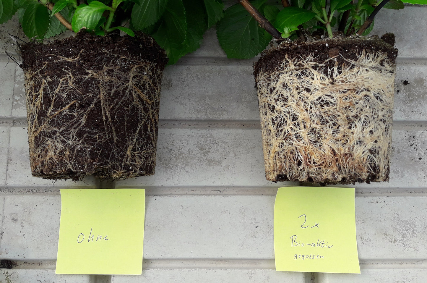 Bio‑active – Vitality for plants - Emergency drops