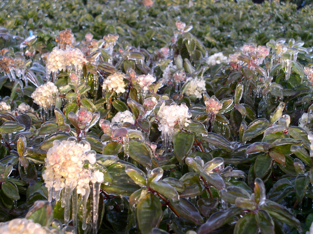 Hortensien im März: Frostschäden vermeiden & gesund in die Saison starten